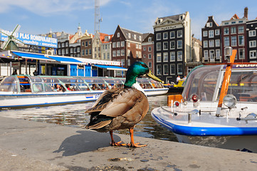 Image showing Dancing Canal Houses of Damrak, Amsterdam, Netherlands