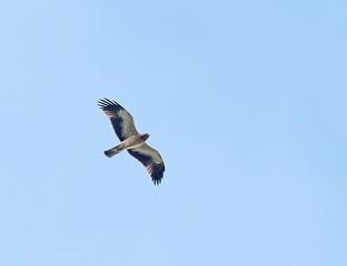 Image showing Booted Eagle on Autumn Migration