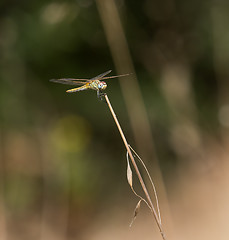 Image showing Dragonfly in Andalucia