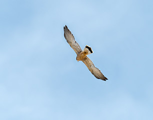 Image showing Lesser Kestrel in Flight