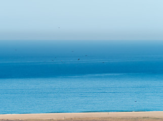 Image showing Black Storks on Migration