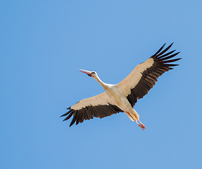 Image showing White Stork on Autumn Migration