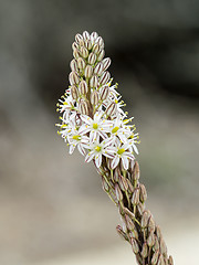 Image showing Asphodel in Andalucia