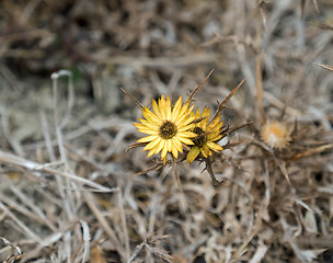 Image showing Carlina racemosa