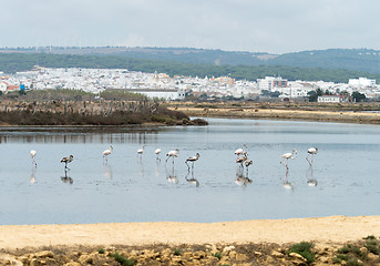 Image showing Greater Flamingos in Andalucia