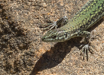 Image showing Iberian Wall Lizard Head Shot