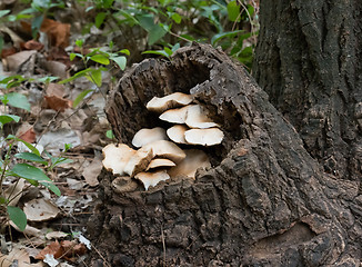 Image showing Fungi in Tree Stump