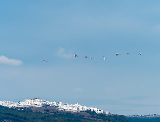 Image showing Greater Flamingos over Barbate Salt Pans