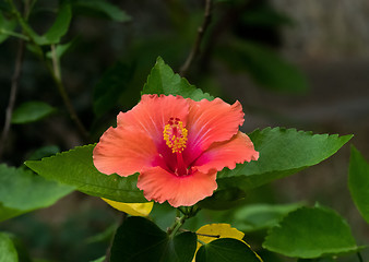 Image showing Hibiscus Flower in Andalucia