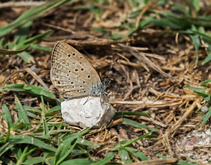 Image showing African Grass Blue Butterfly in Andalucia