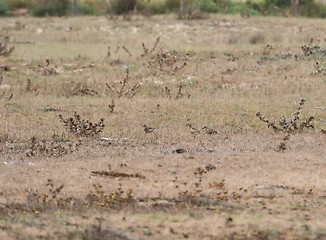 Image showing Dotterel in Andalucia