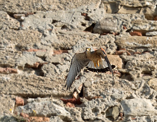 Image showing Lesser Kestrel