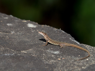 Image showing Wall Lizard in Andalucia