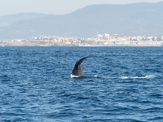 Image showing Sperm Whale Diving Showing Flukes