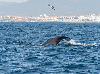 Image showing Sperm Whale Diving Showing Flukes