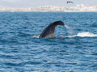 Image showing Sperm Whale Diving Showing Flukes