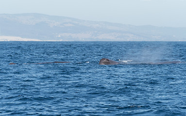Image showing Sperm Whales in The Straits of Gibraltar
