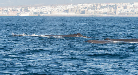 Image showing Sperm Whales in The Straits of Gibraltar