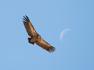 Image showing Griffon Vulture