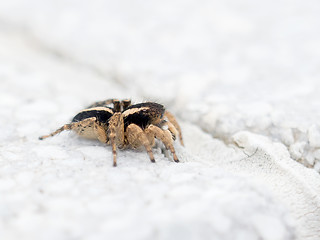 Image showing Aelurillus cf luctuosus Jumping Spider