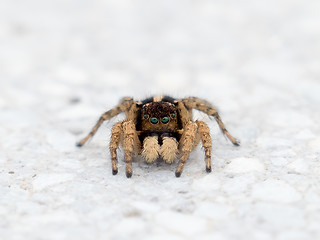 Image showing Jumping Spider