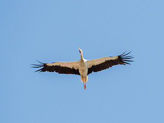 Image showing White Stork on Autumn Migration