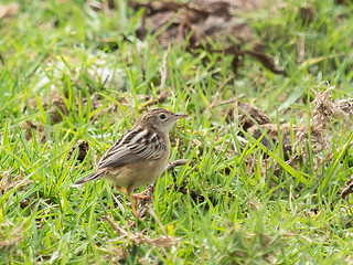 Image showing Zitting Cisticola in Andalucia