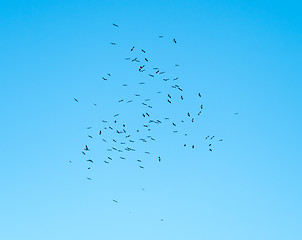 Image showing Black Storks Rising on a Thermal 