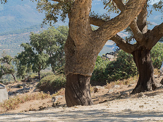 Image showing Cork Oak Tree in Andalucia