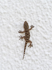 Image showing Mediterranean House Gecko on Wall