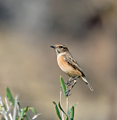 Image showing European Stonechat Female Perched on Twig 