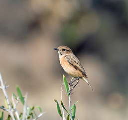 Image showing European Stonechat Female Perched on Twig