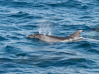 Image showing Bottlenose Dolphin