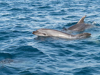 Image showing Bottlenose Dolphin