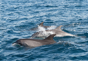 Image showing Bottlenose Dolphin