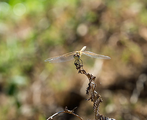 Image showing Skimmer Dragonfly