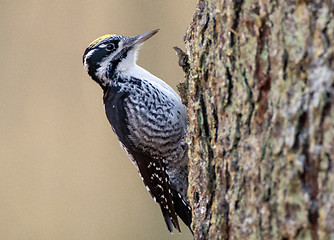 Image showing Eurasian Three-toed woodpecker (Picoides tridactylus) close up