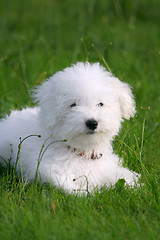 Image showing Lovely puppy