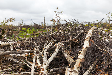 Image showing birch trees after a storm