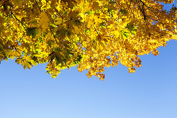 Image showing autumn yellow park