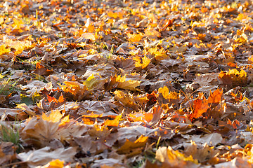 Image showing fallen leaves of a maple