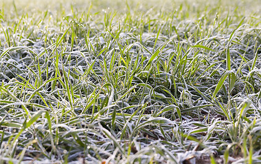 Image showing young grass plants, close-up