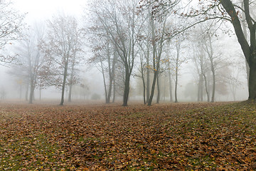 Image showing Fog in autumn season