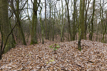 Image showing trees in autumn forest