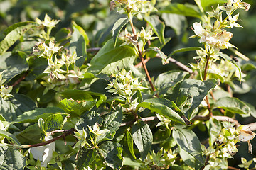 Image showing jasmine flowers in a garden