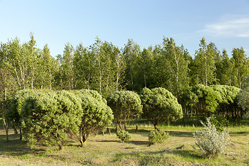 Image showing Mown grass and trees