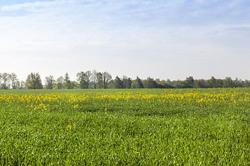 Image showing Canola crops