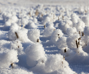 Image showing Snow covered field