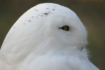 Image showing snowy owl