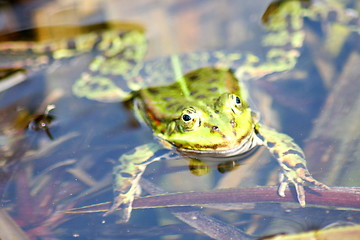 Image showing water frog 